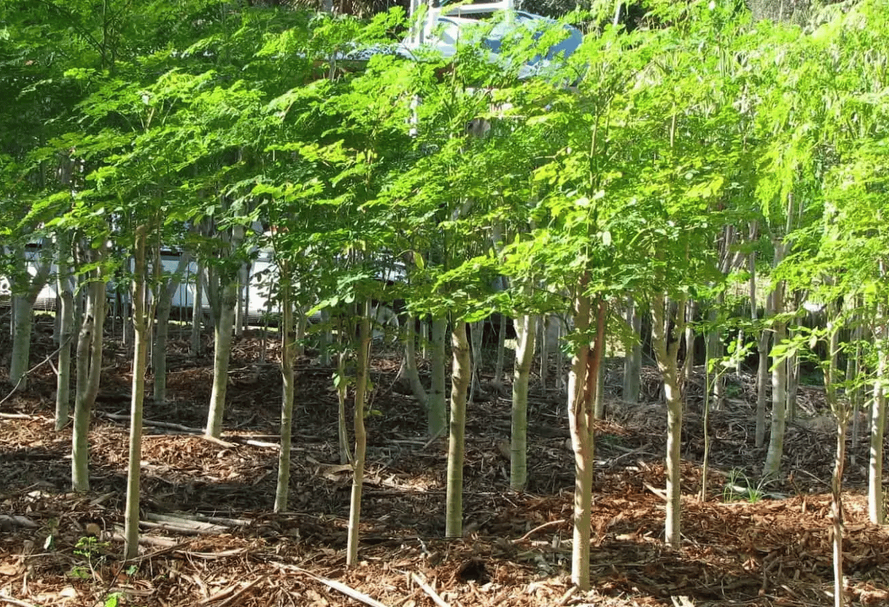 Ganti-Ganti Jenis Pohon untuk Keseimbangan Nutrisi