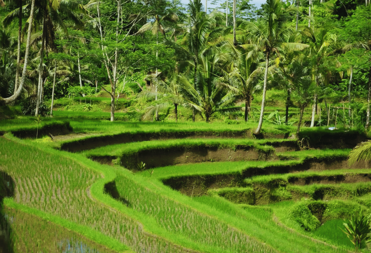 Integrasi Pohon dalam Sistem Bertani