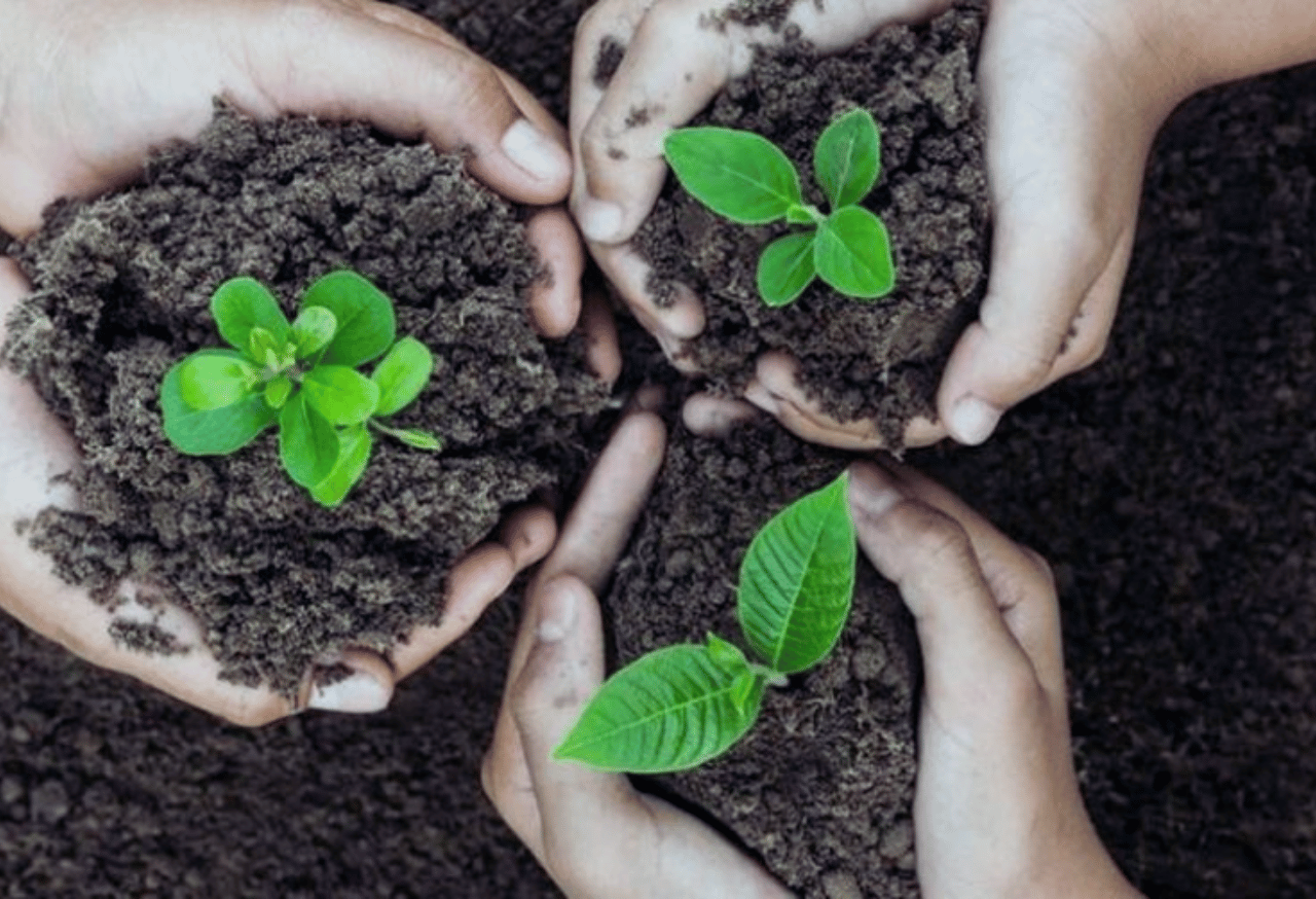 Mengapa Kesehatan Tanah Penting dan Bagaimana Merawatnya
