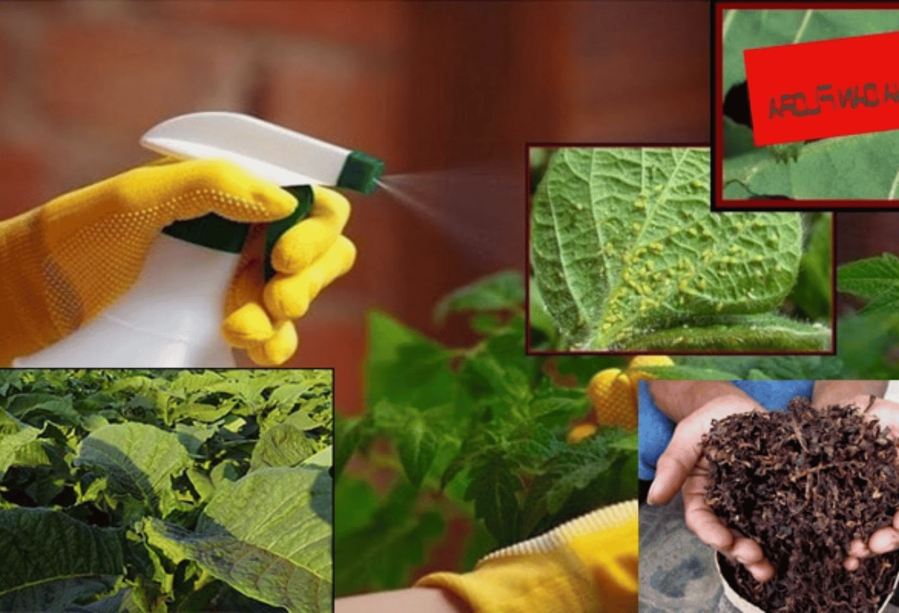 Menciptakan Ekosistem Sehat dan Produktif