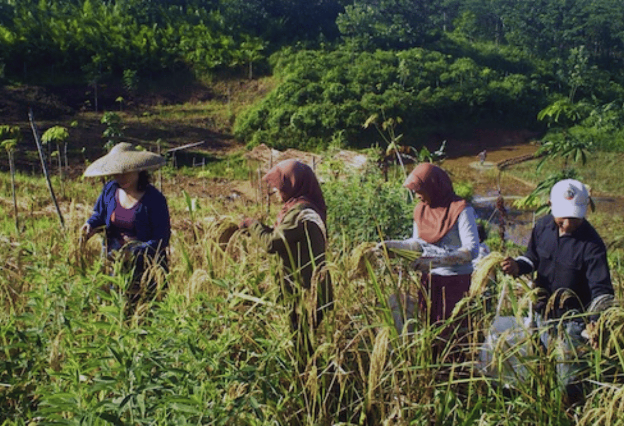 Menuju Lahan yang Hidup Kembali