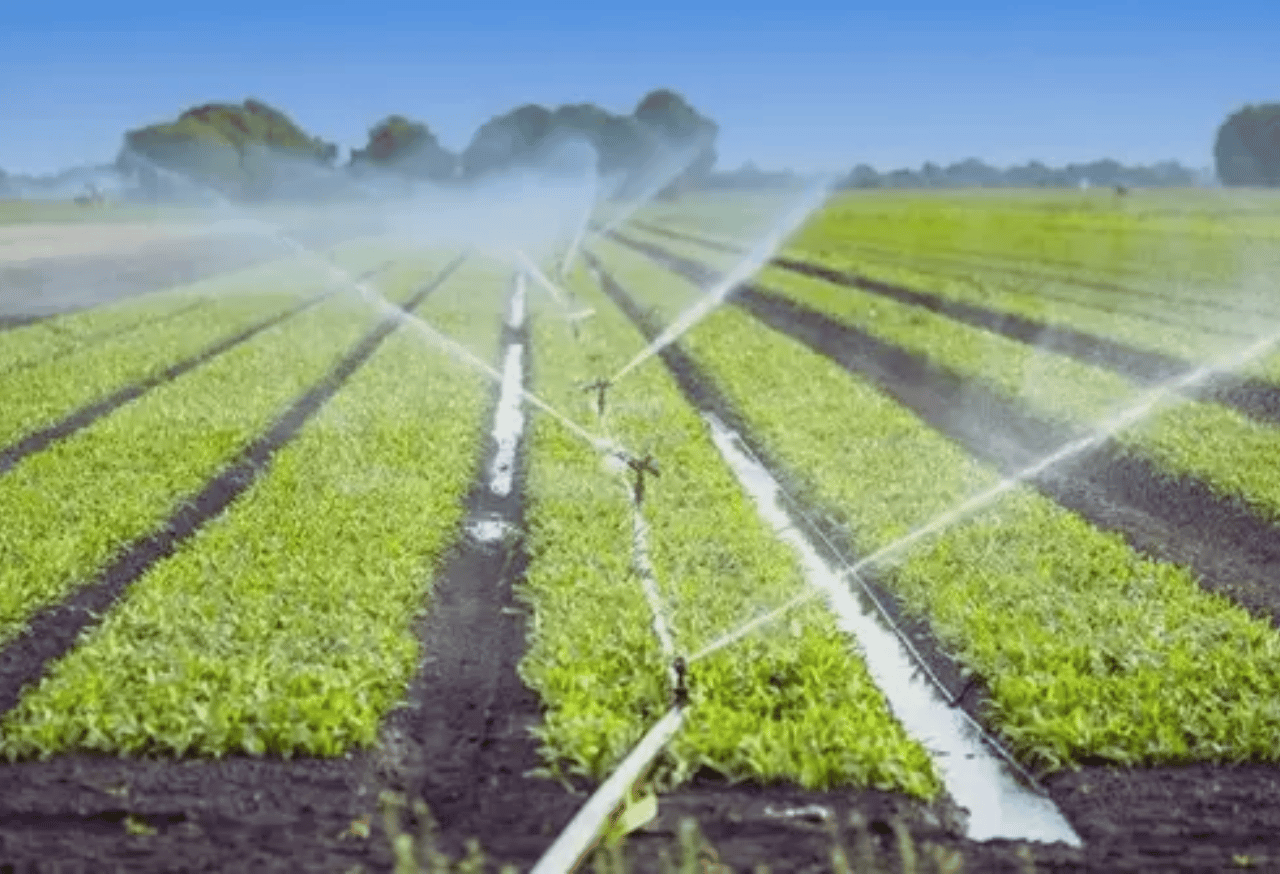 Merawat Pohon dengan Pengelolaan Air yang Pintar