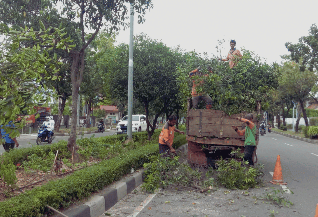Pemangkasan Pohon dan Pengelolaan Pohon