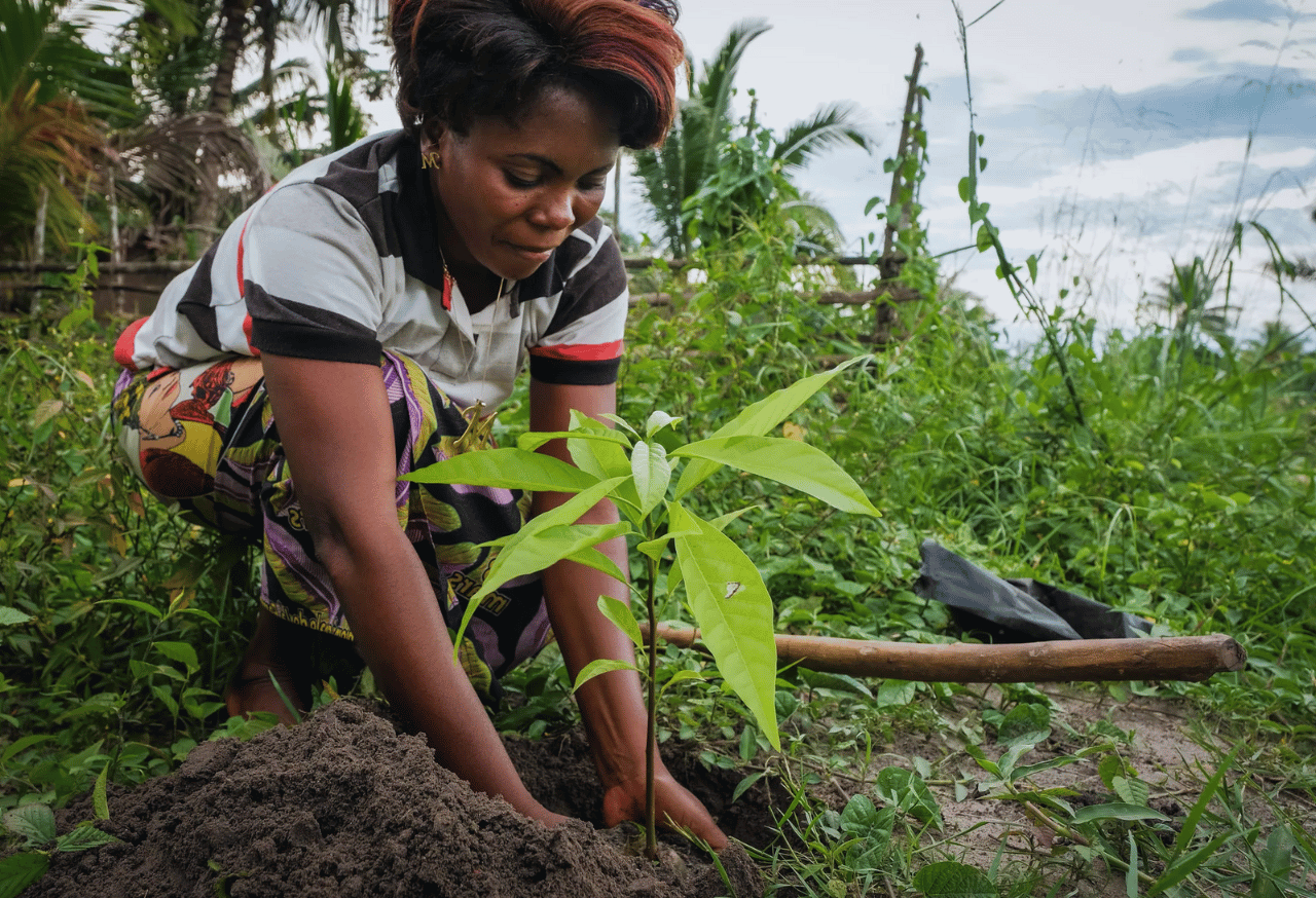 Penanaman Pohon Masif dengan Spesies Tepat