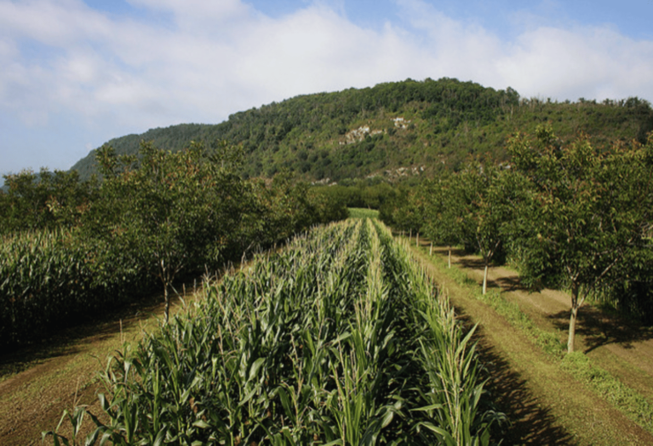 Penerapan Sistem Agroforestri