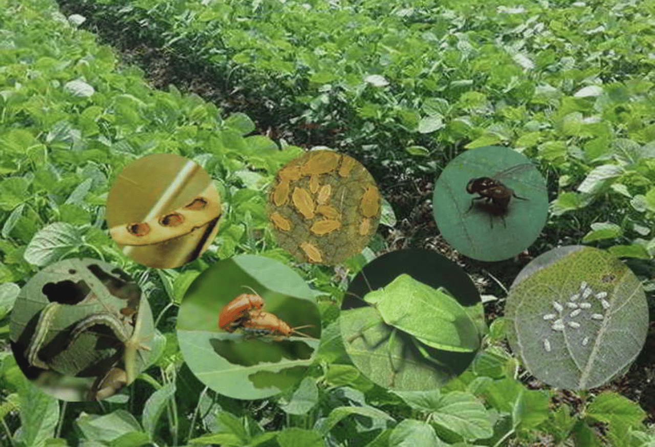 Pengendalian Hama dan Penyakit Secara Alami