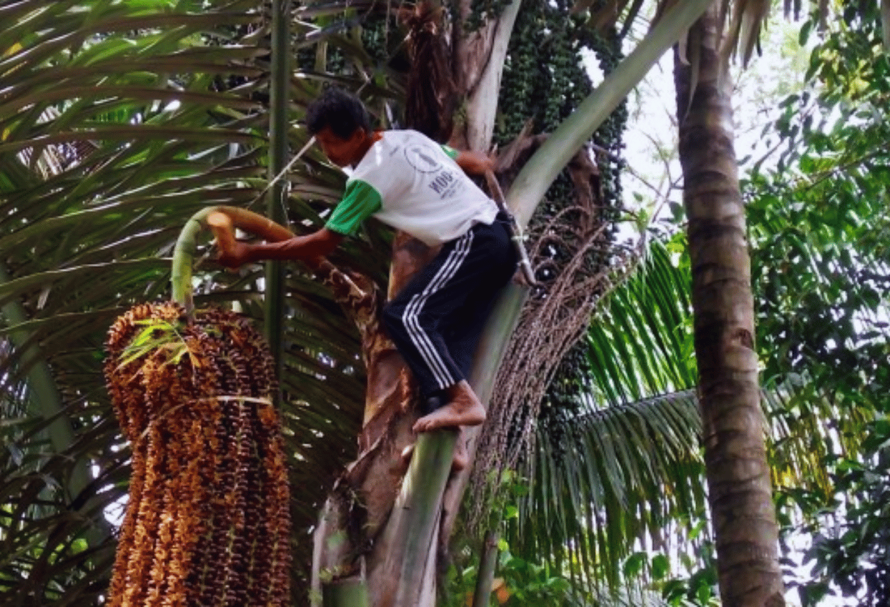 Peningkatan Pendapatan Masyarakat