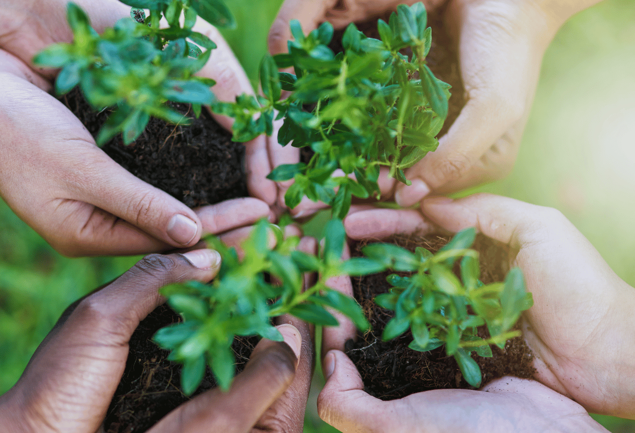 Pentingnya Revitalisasi untuk Keberlanjutan Ekosistem