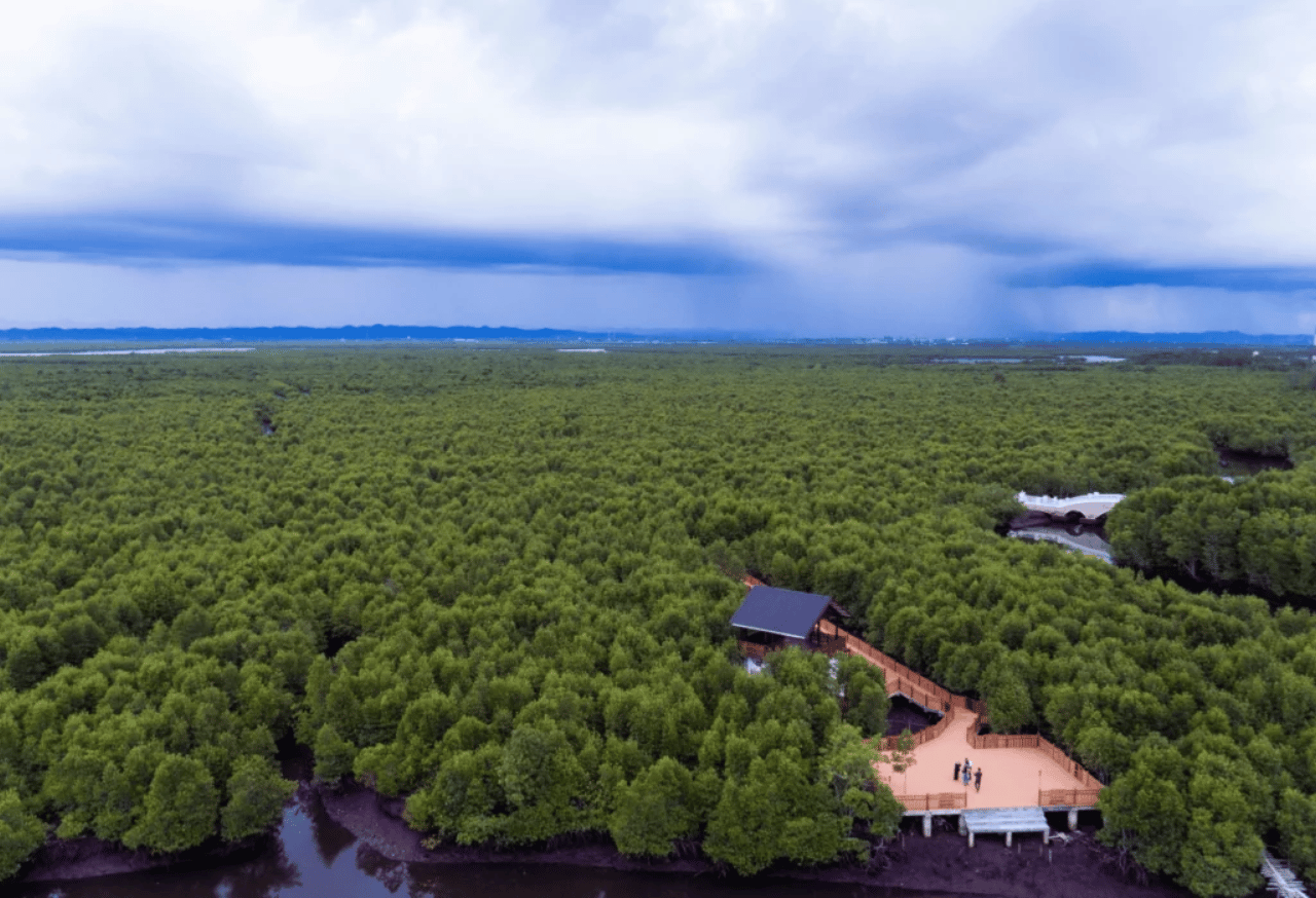Peran Strategis Pepohonan dalam Konservasi Tanah
