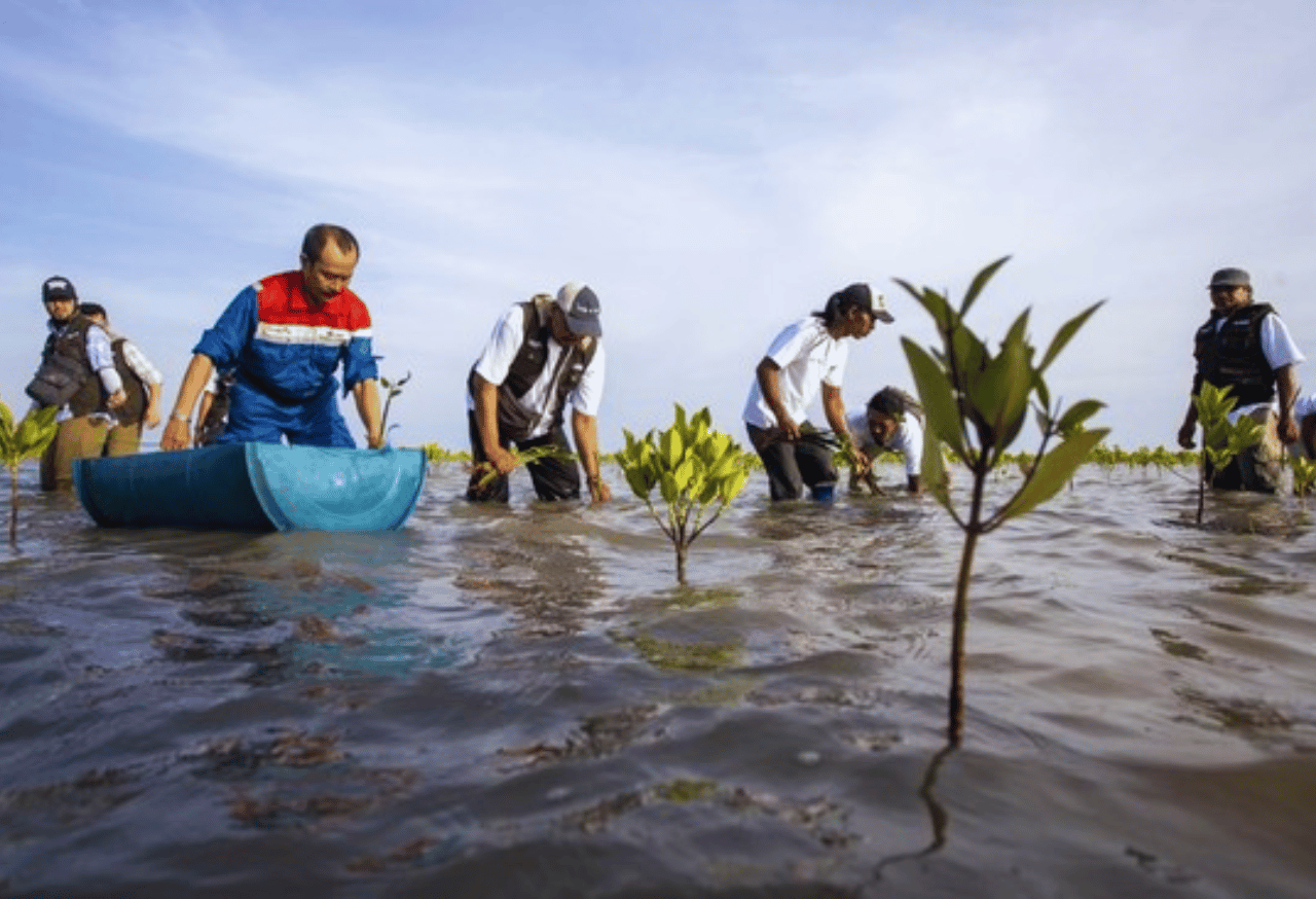 Perhutani Dukung Konservasi Mangrove Indramayu