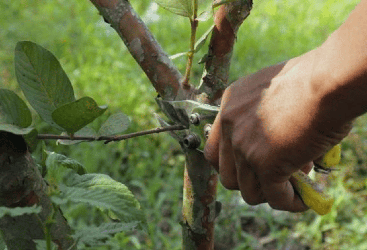 Periksa Secara Rutin dan Tambah Bantu Alami
