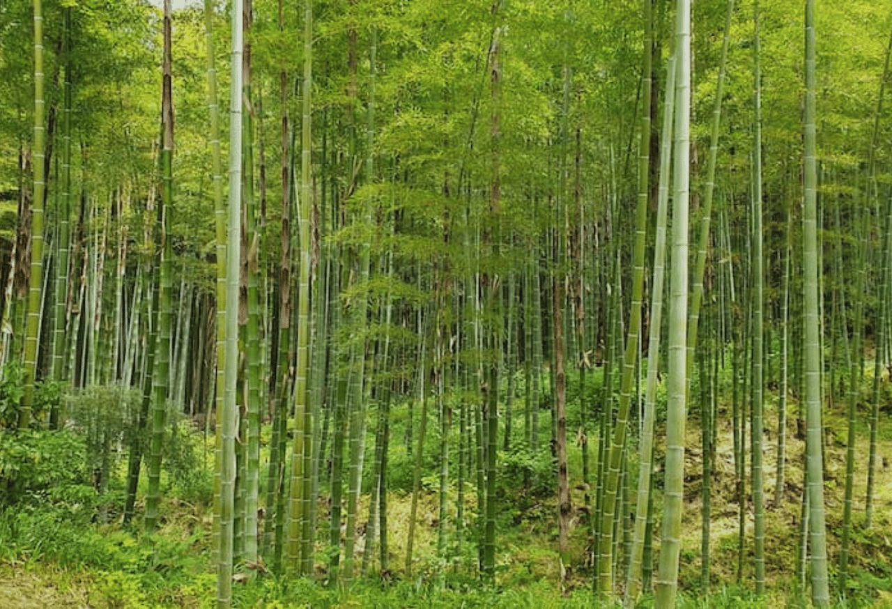 Pilih dan Tanam Pohon Penahan Tanah