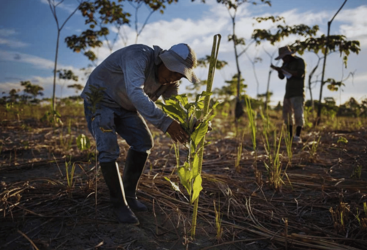 Program Revegetasi dan Reforestasi
