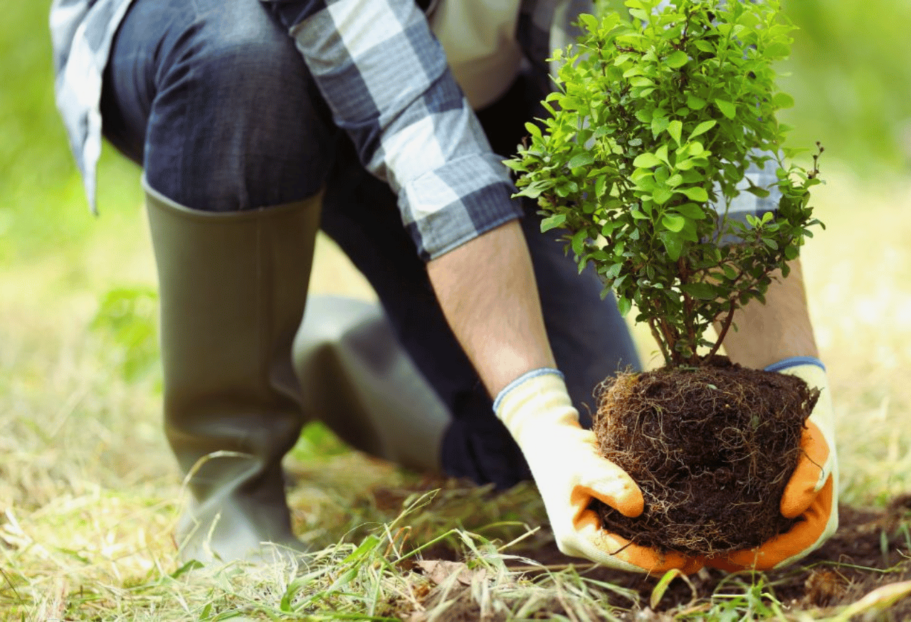 Rehabilitasi Lahan Kritis