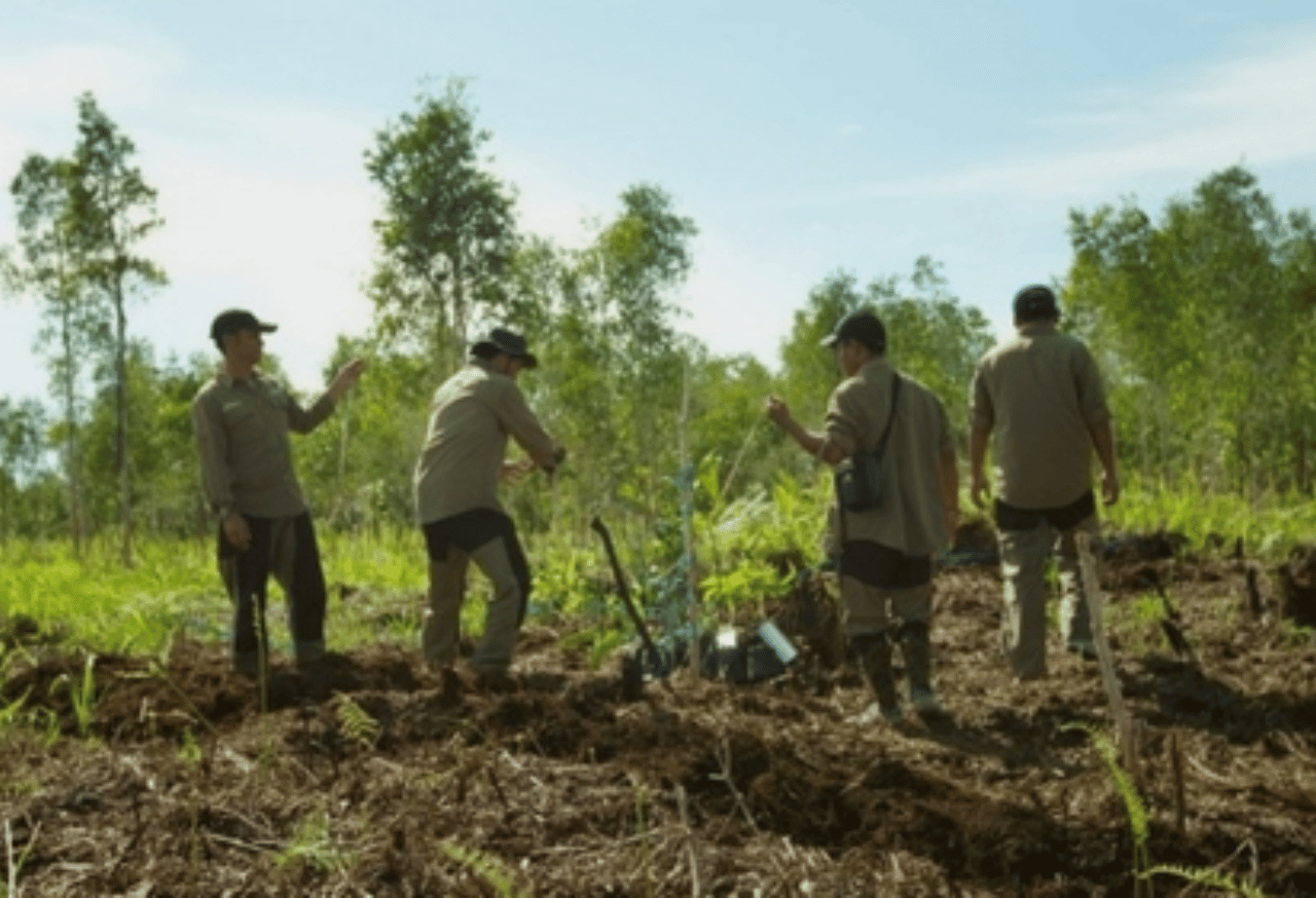 Restorasi Lahan Gambut