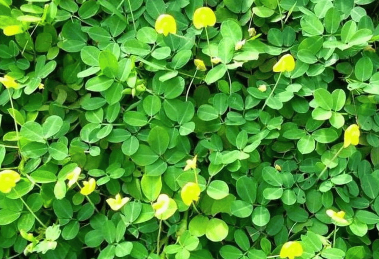 Tanaman Penutup Tanah