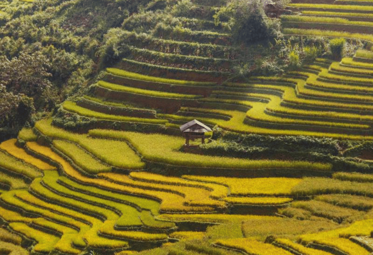 Terasering dengan Tanaman